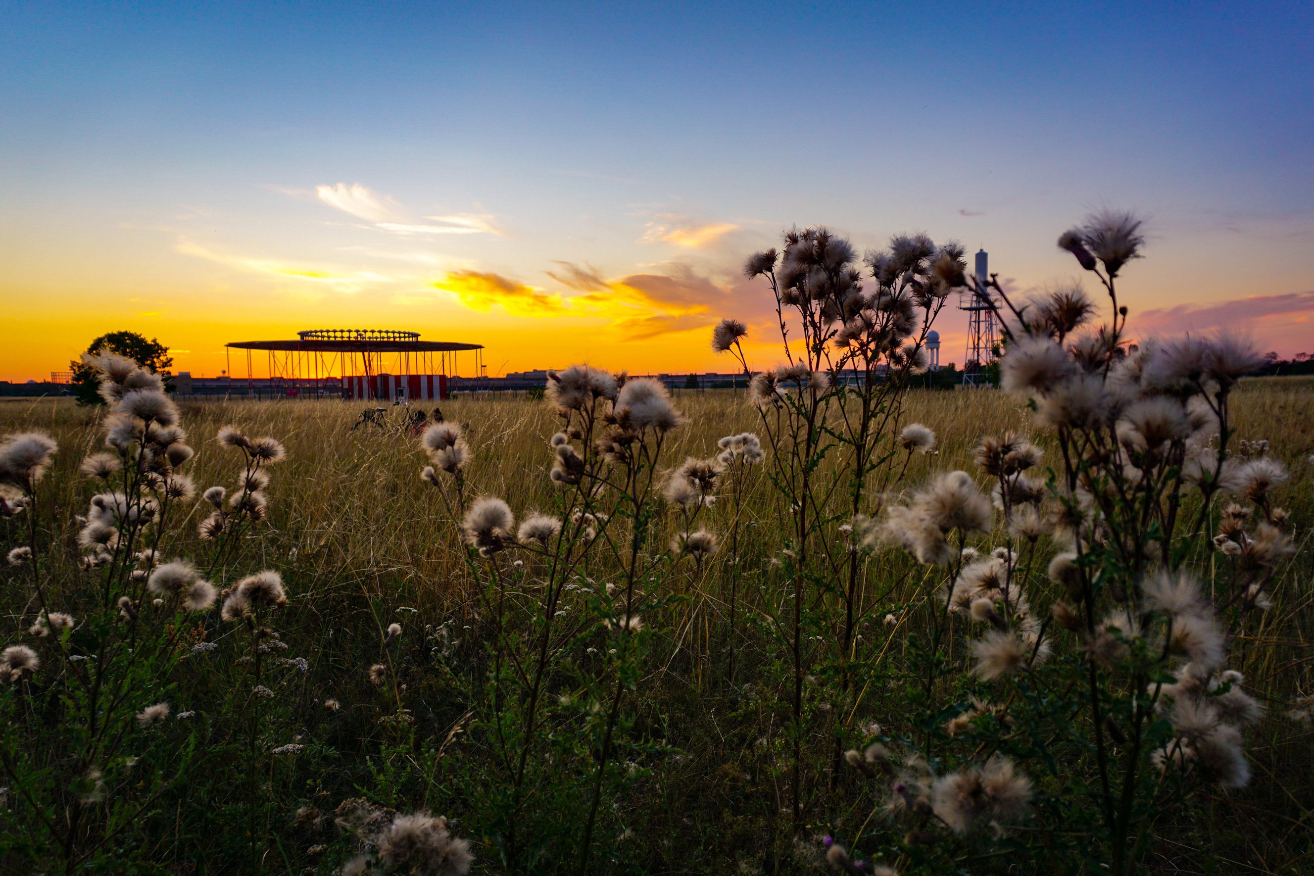 Blick auf das abendliche Tempelhofer Feld im Sommer. Im Vordergrund eine Wiese mit Weidenkätzchen. Der Himmel im Hintergrund ist orange-rot, die Sonne ist schon untergegangen.